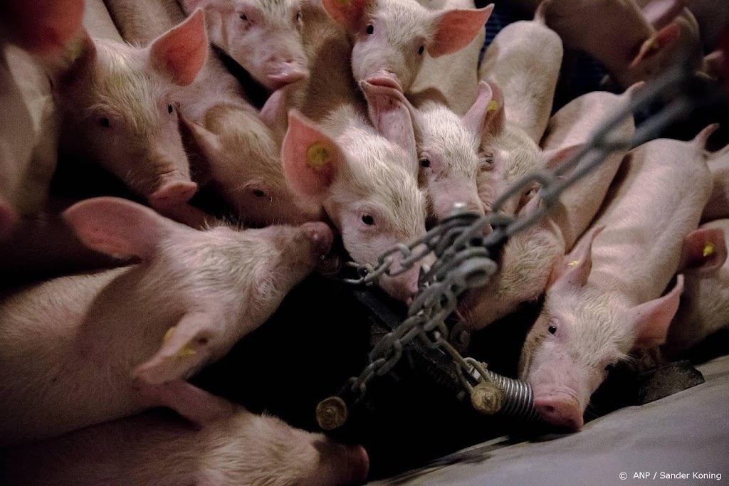 Tienduizenden Britse varkens niet geslacht door personeelstekort