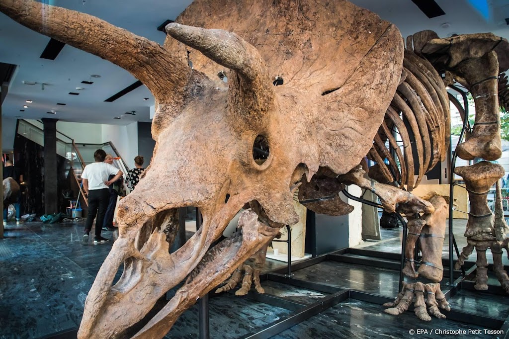 Skelet grootste triceratops Big John geveild 
