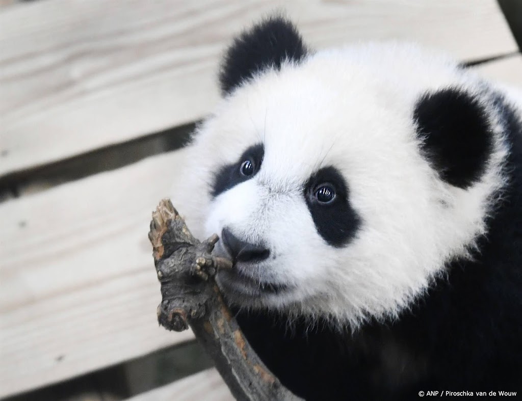 Pandajong in Ouwehands genoemd naar Rembrandt