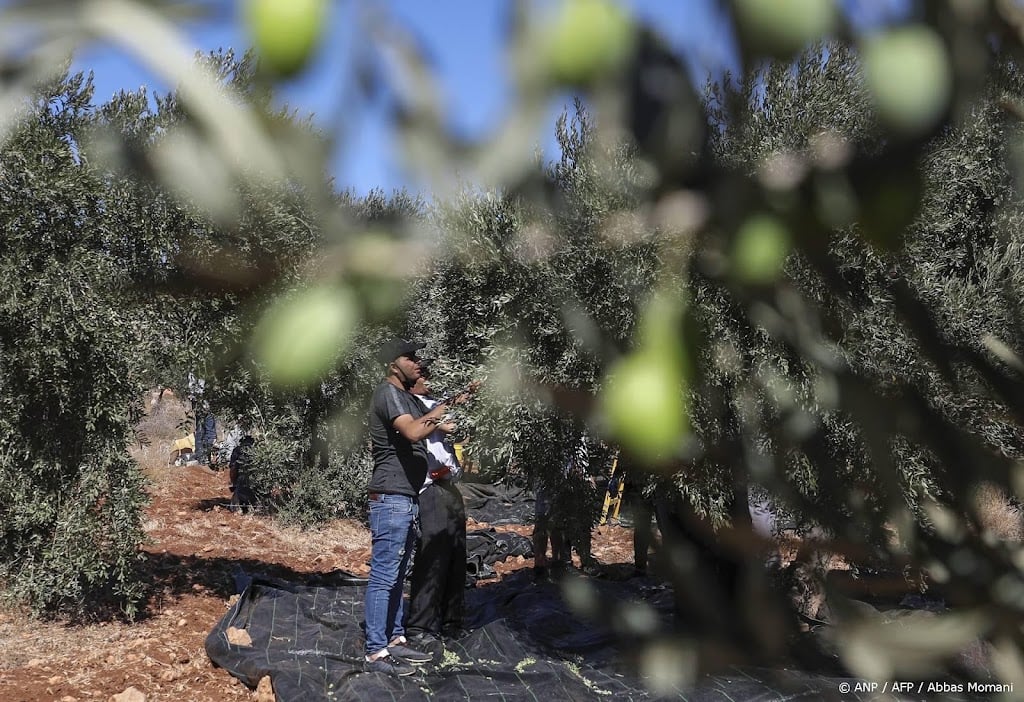 Activisten: 90 vrijwilligers opgepakt bij Palestijnse olijfoogst