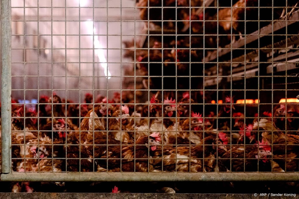 Vogelgriep op bedrijf met 90.000 vleeskuikens in Friesland