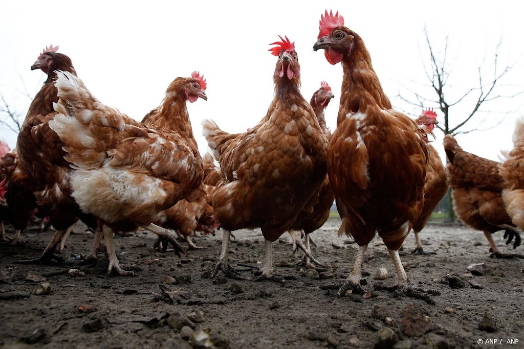 GGD: eet geen eieren uit zuiden Zuid-Holland en Noordwest-Brabant
