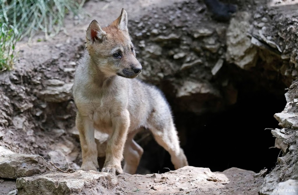 DNA-onderzoek toont negen nieuwe wolven in Nederland aan