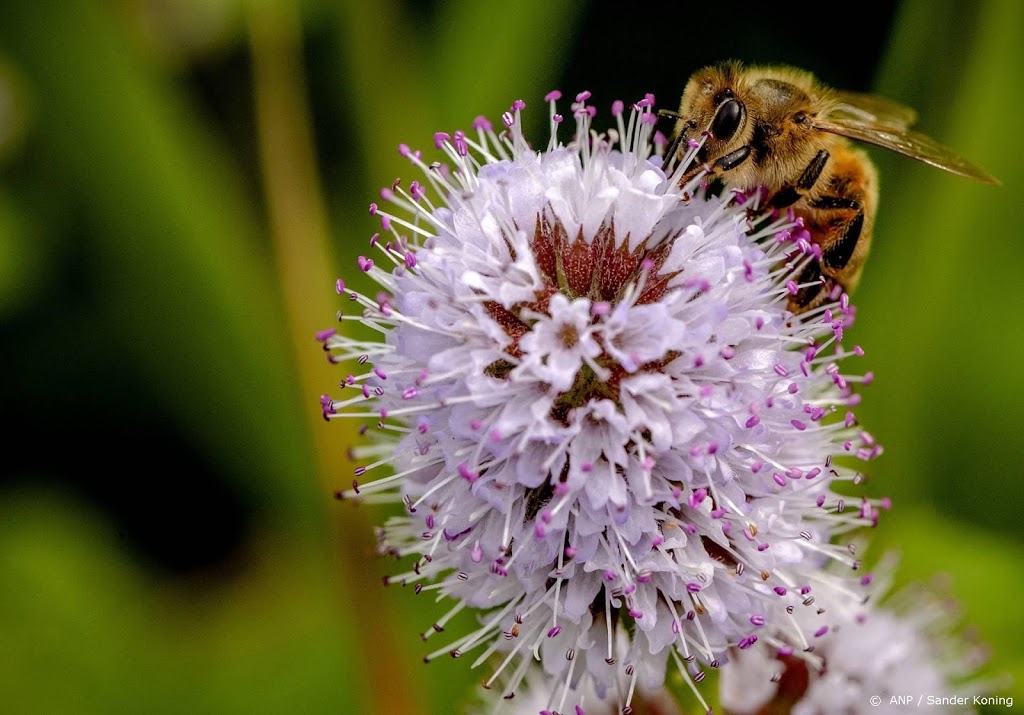 'Misleidend rekenmodel in richtlijn die bijen moet beschermen'
