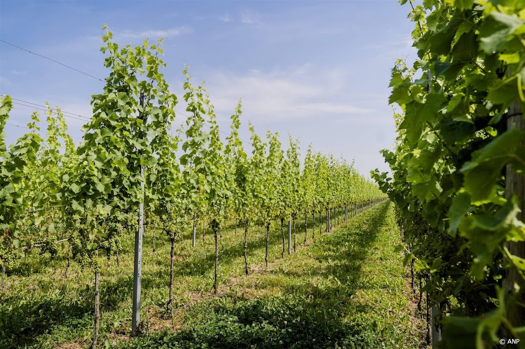 Opnieuw recordjaar voor Nederlandse wijnboeren