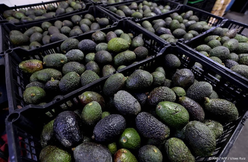 Ruim 600 kilo coke gevonden in regio Rotterdam tussen avocado's