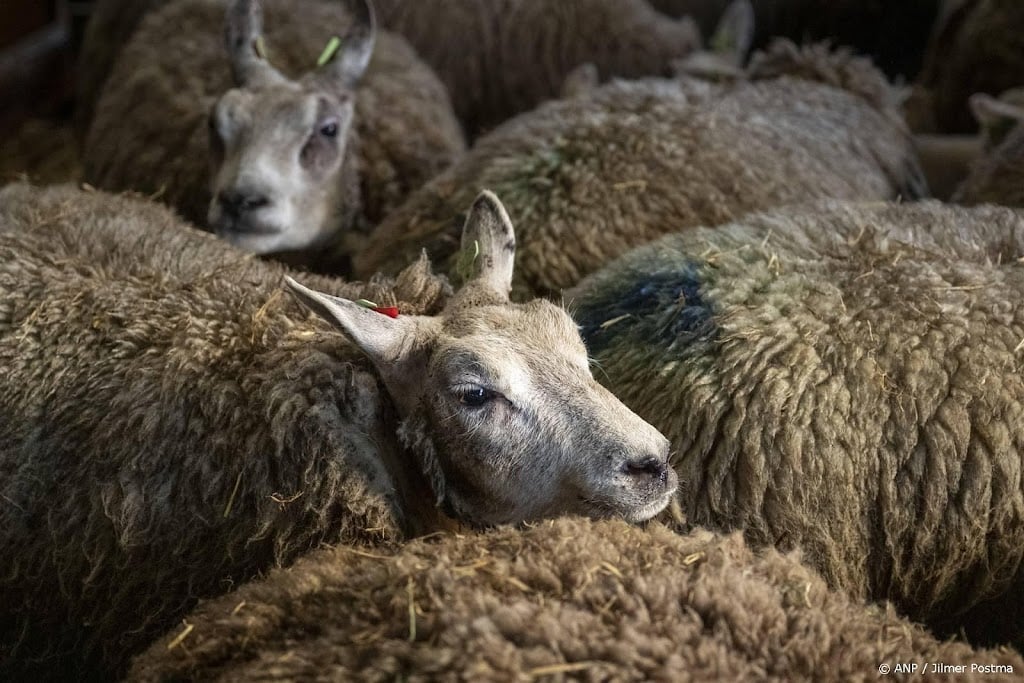 Blauwtongvirus op meer dan 500 plekken