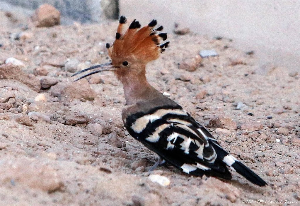 Bedreigde vogelsoort heeft gebroed op de Hoge Veluwe