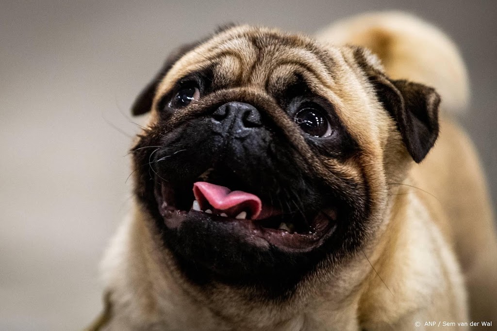 Onderzoekers: ook honden kunnen huilen van geluk