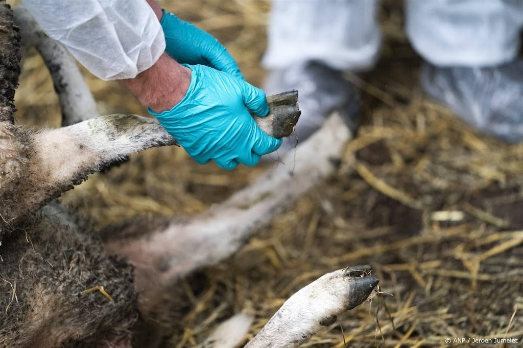 Aantal plekken met blauwtong stijgt boven 5000