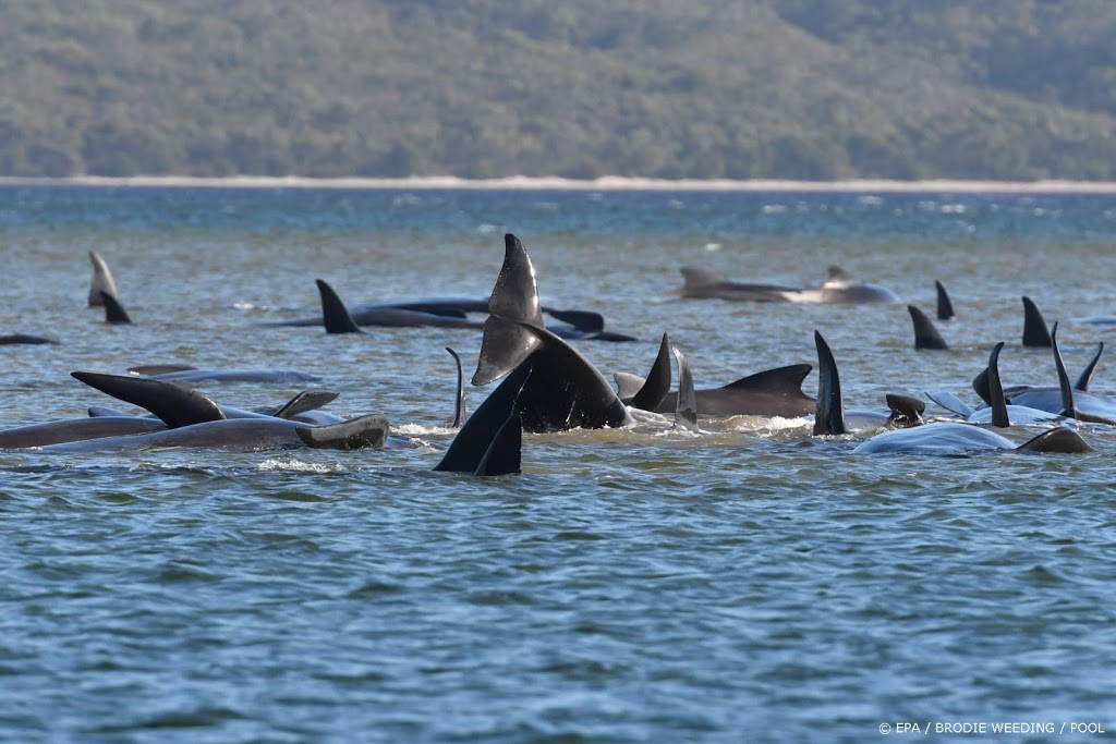 Reddingspoging voor 180 gestrande walvissen bij Tasmanië
