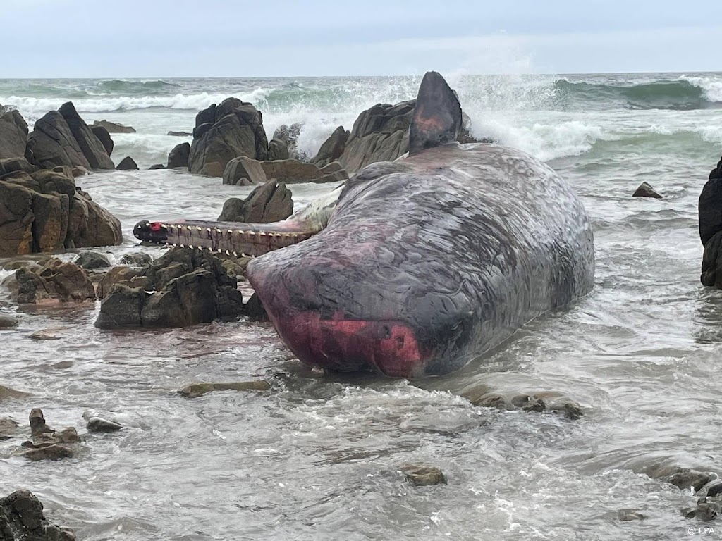 Bijna 200 dode walvissen na stranding op Australisch strand 