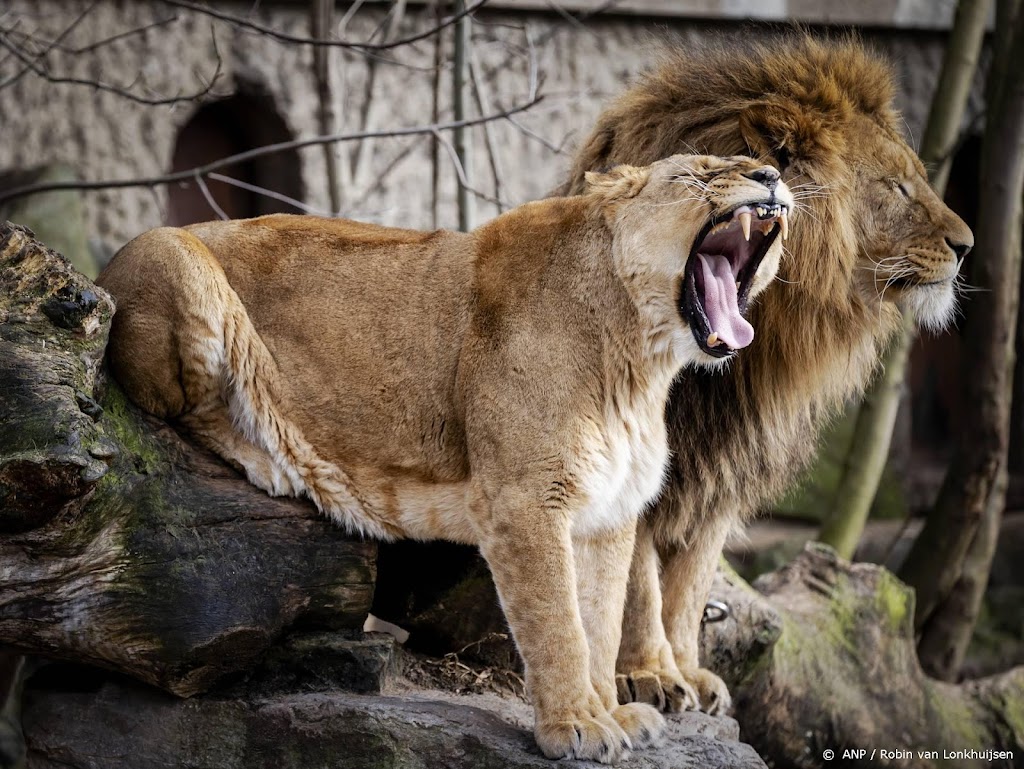 Nieuw verblijf voor de leeuwen in Artis opent volgend jaar