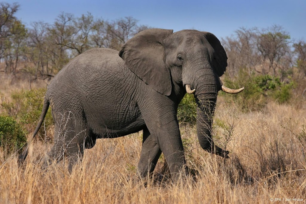Olifant doodt stroper in Kruger National Park