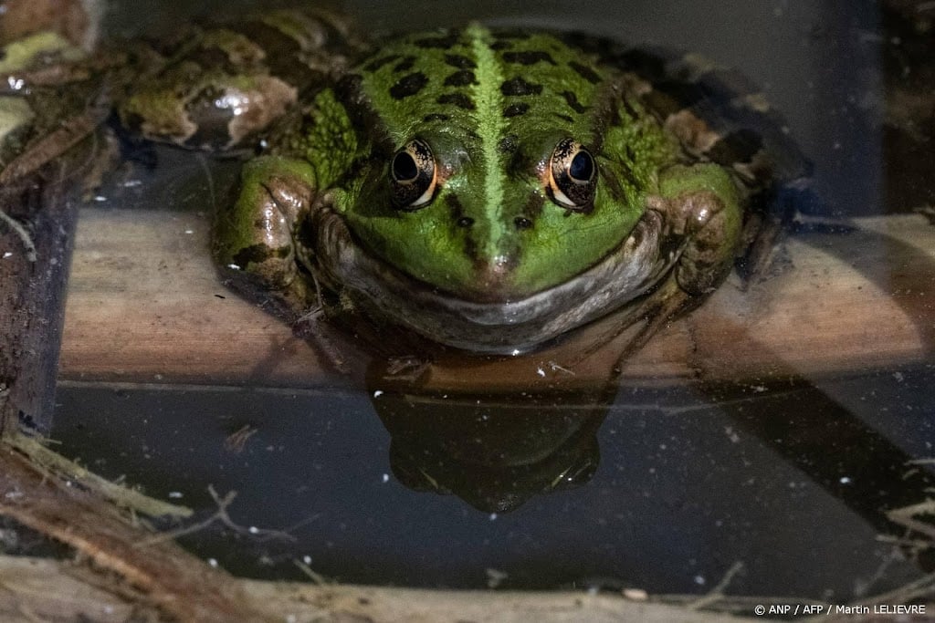 Invasieve kikkers bezig aan opmars, onderzoekers vrezen gevolgen