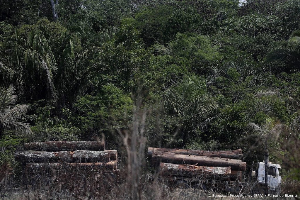 Recordhoeveelheid illegaal gekapt hout onderschept in Brazilië