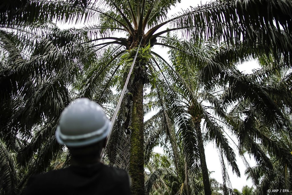 Indonesië beboet palmoliebedrijven voor 282 miljoen euro