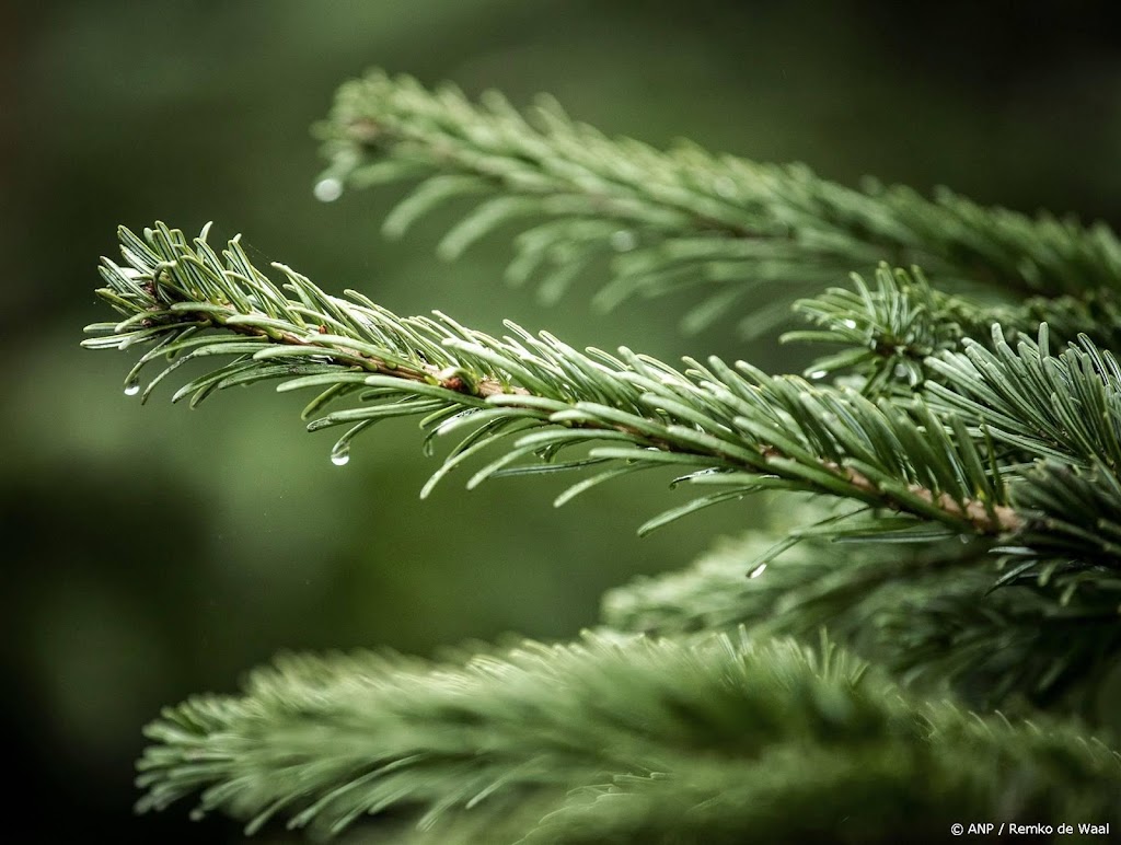 Grijze en zachte kerst, verwacht Weeronline