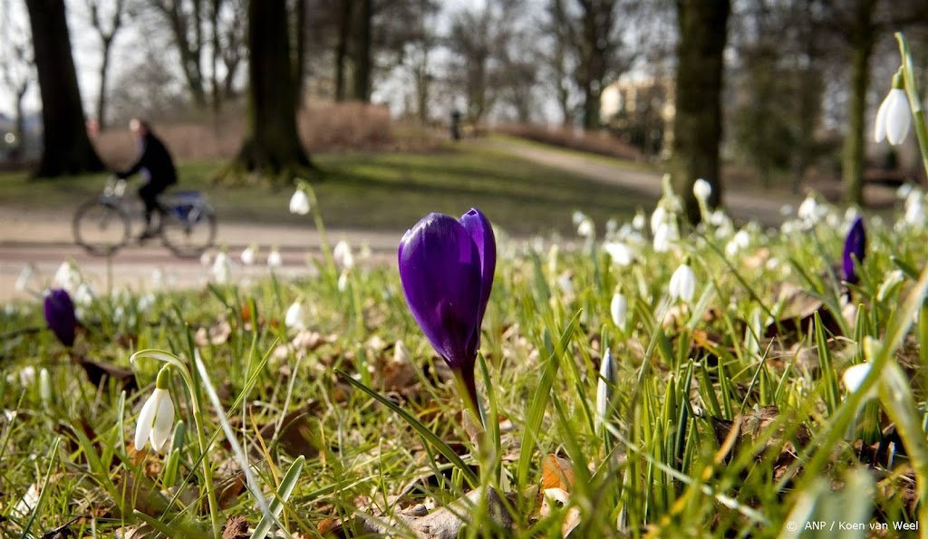 Sneeuwklokjes zo'n 40 dagen eerder in bloei door warme winter