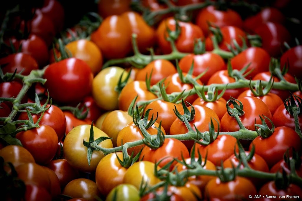 Marokko beperkt export van tomaten