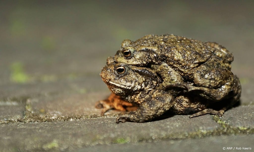 Jaarlijkse paddentrek van start, vrijwilligers blijven nodig