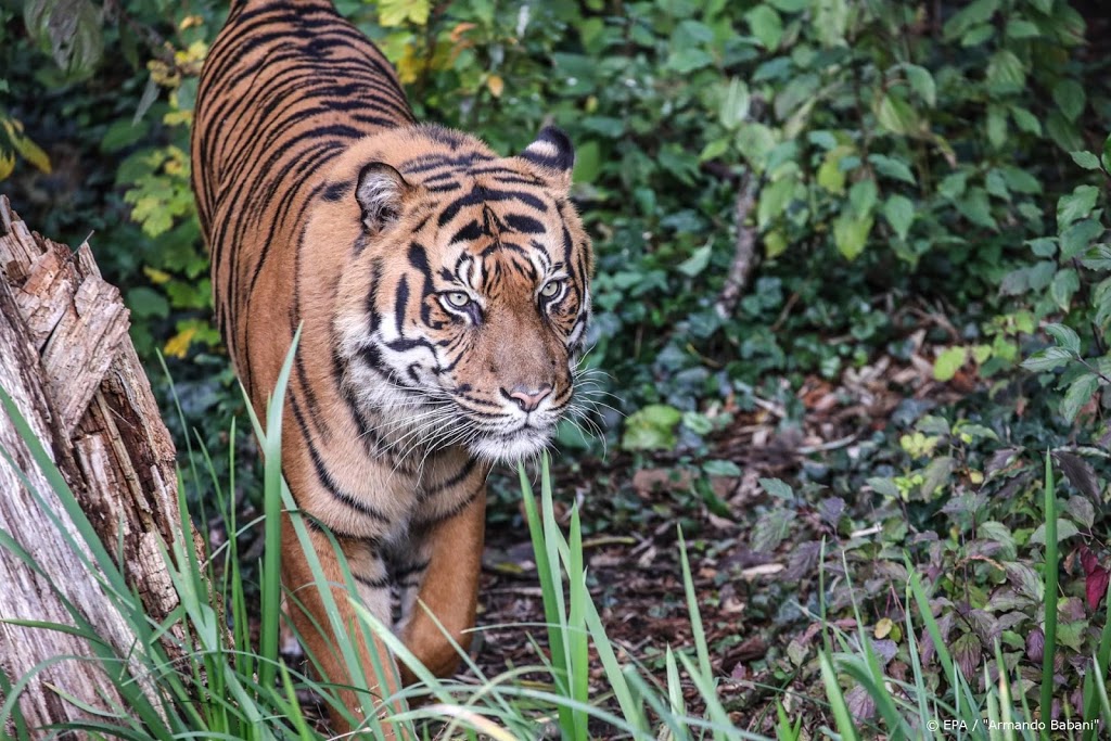 Meer tijgers en leeuwen in dierentuin New York hebben coronavirus