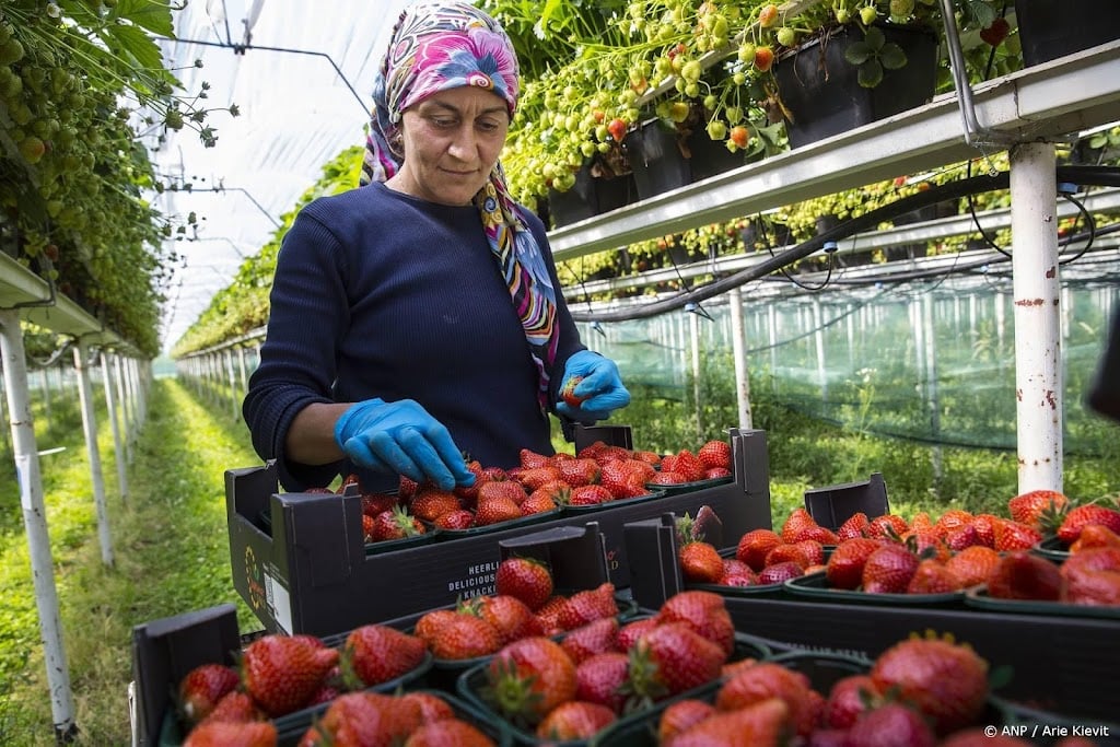 Nederlanders eten recordaantal aardbeien in 2025