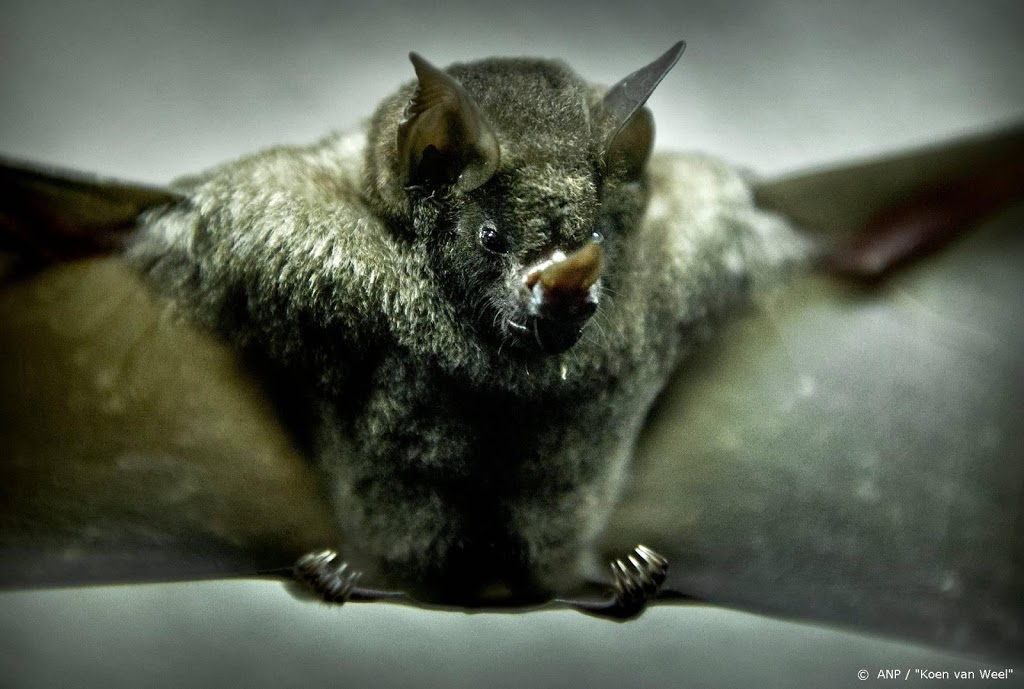 Natuurorganisaties organiseren vleermuistelling