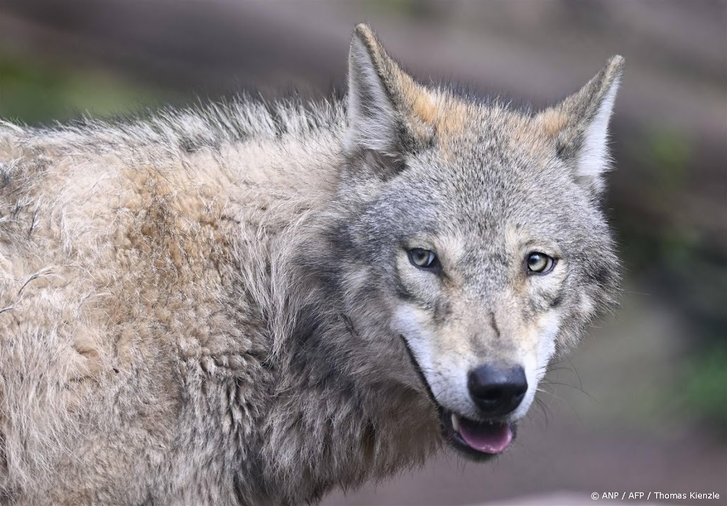 Rechter: Gelderland mag wolf niet verstoren met paintballgeweer