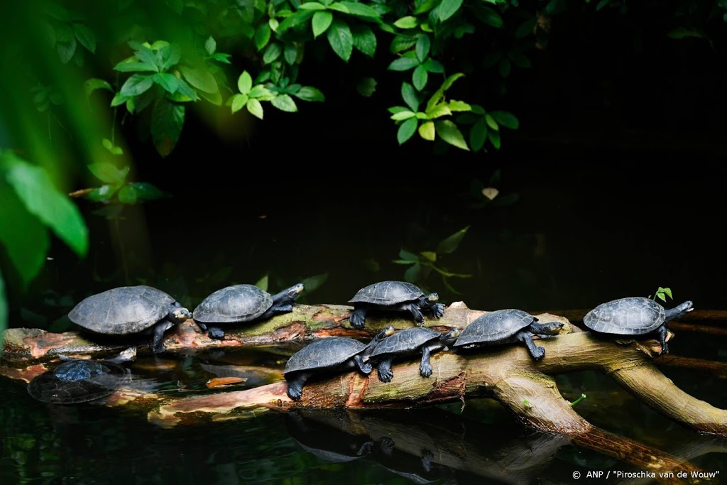 Wetenschappers: ruim helft schildpaddensoorten bedreigd