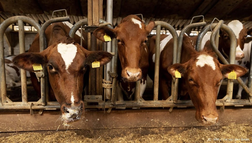 Wageningen: boer kan stikstofdaling halen bij kwart minder vee