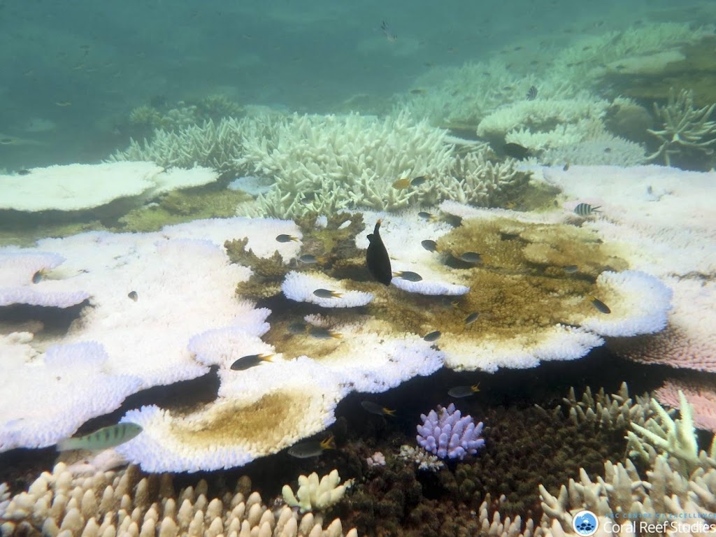 Great Barrier Reef voorlopig niet op lijst bedreigd werelderfgoed