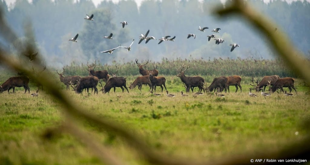 RvS: afschot edelherten Oostvaardersplassen moet beter onderbouwd