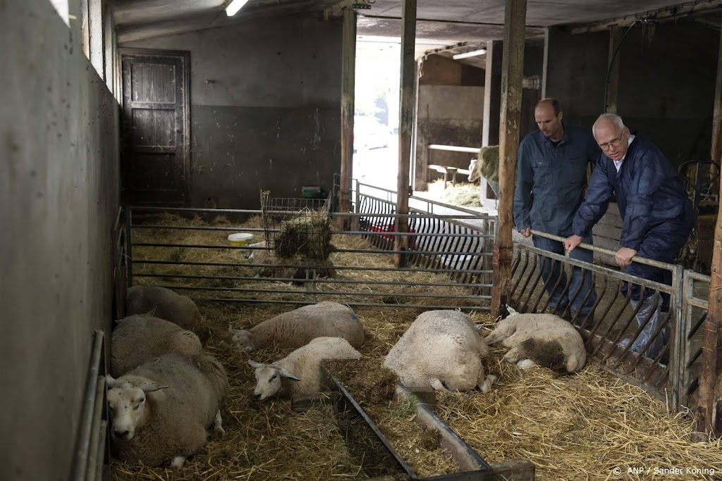 Adema: de vraag is of schapenhouderij blauwtong gaat overleven