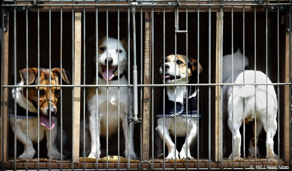 NVWA neemt honden in bewaring bij omstreden Brabantse fokkerij