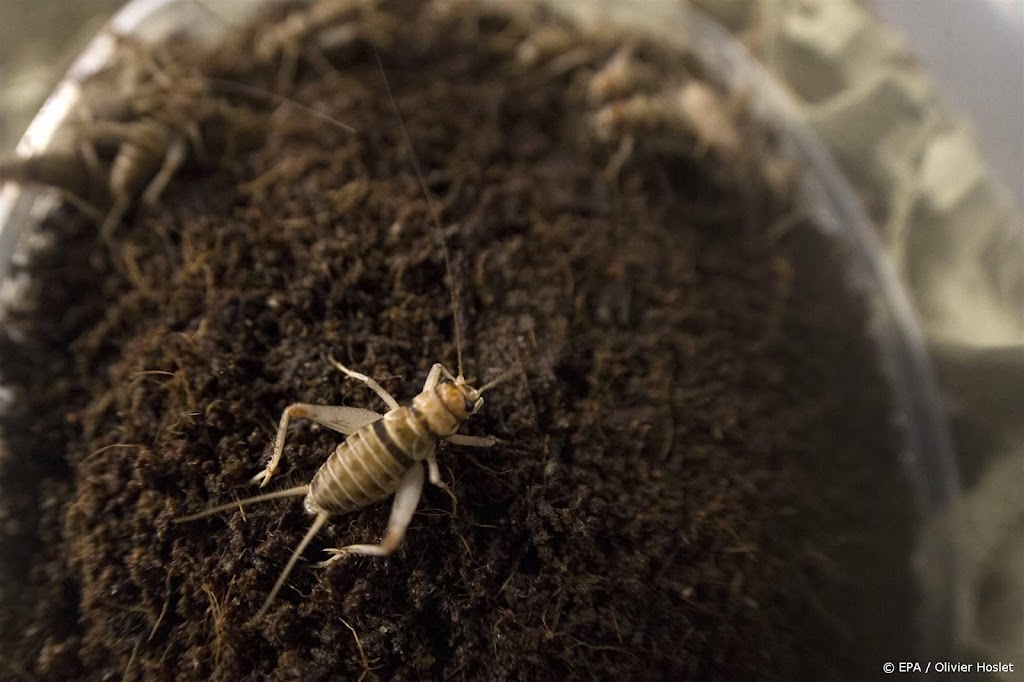 Supermarkten: 'voorlopig' geen krekelmeel in etenswaren  