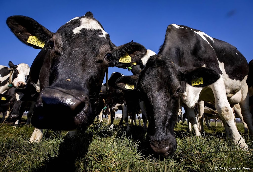 Grootschalige proef met middel om koeien minder te laten winden