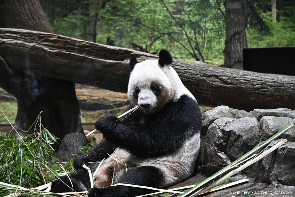 China stuurt panda's naar VS voor bezoek Trump aan Beijing