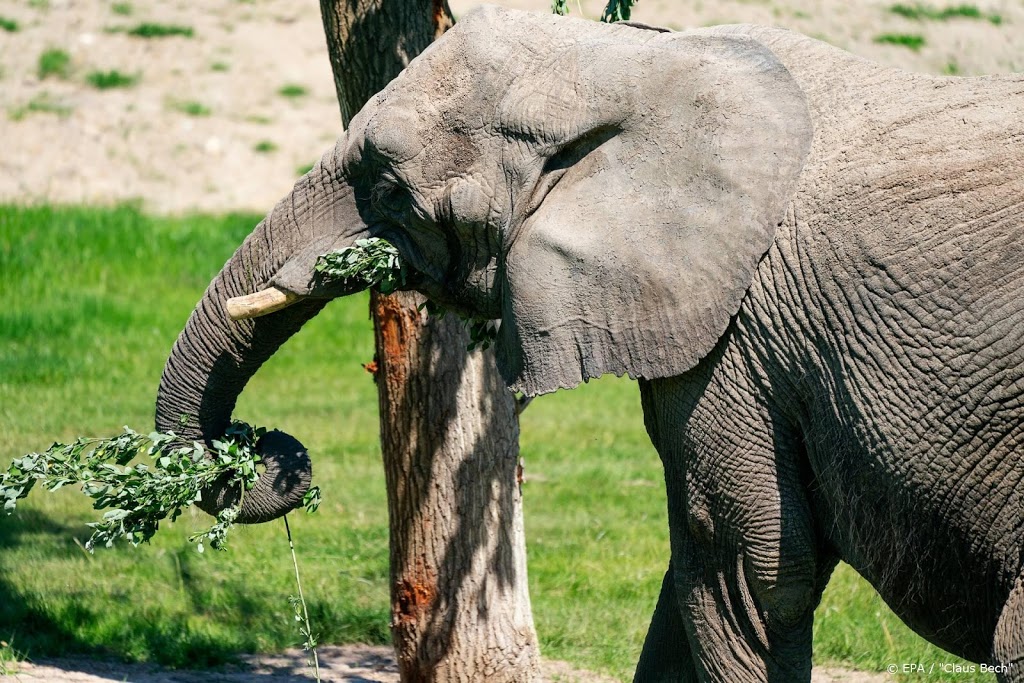 Undercoverbeelden africhten olifanten: 'wreed en schokkend'