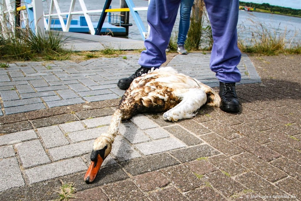 Zwanen in aanraking met olie door lekkage in Rotterdamse Botlek