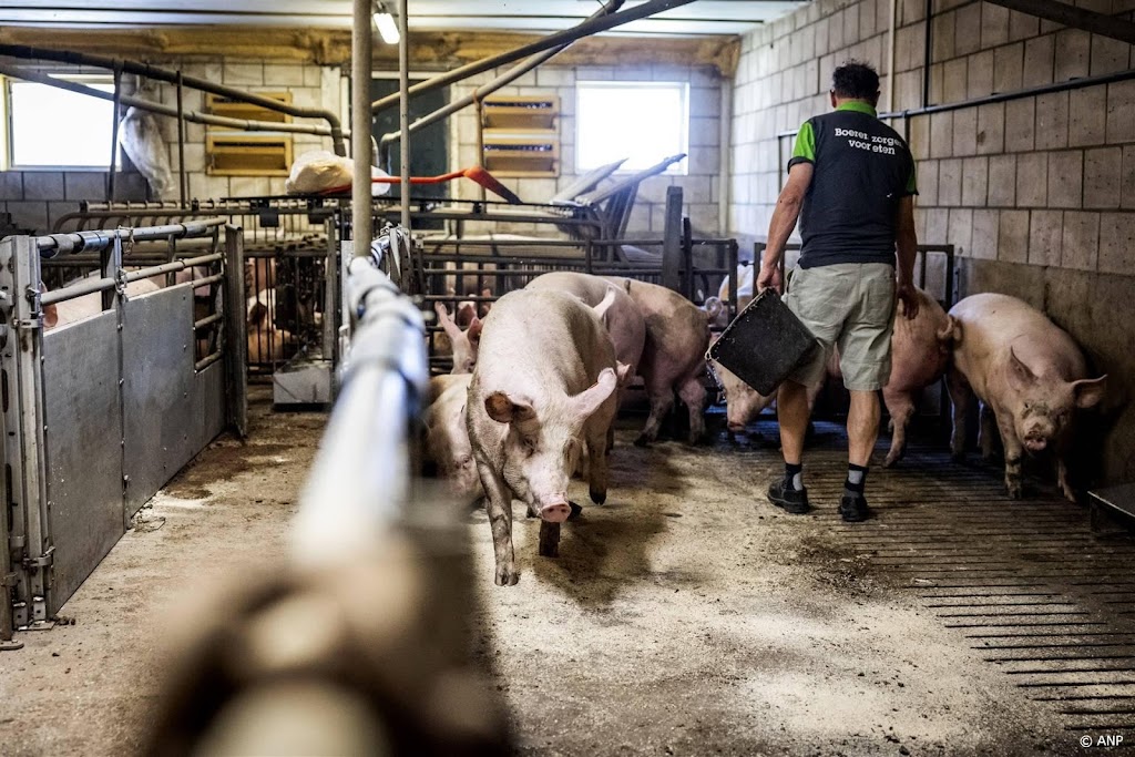 NVWA roept op tot reinheid tegen Afrikaanse varkenspest 