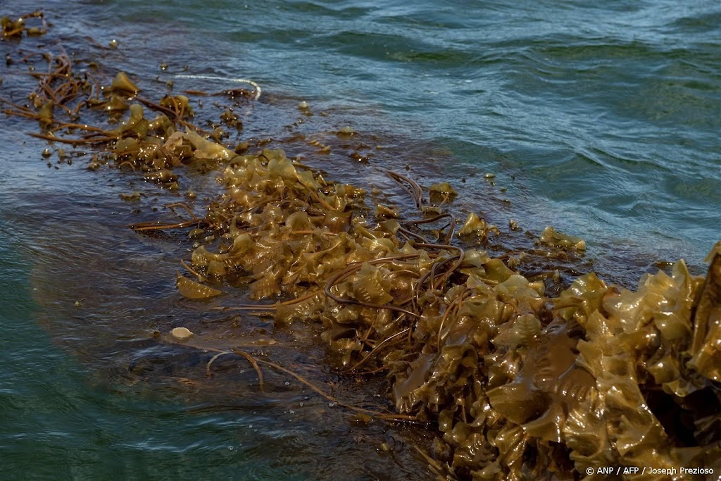 Zeewier tussen windmolens Noordzee mogelijk verwerkt in sokken