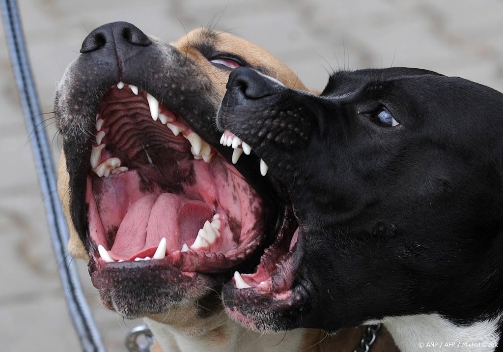 Erkens wil verplichte cursus voor baasje van bijtgrage hond
