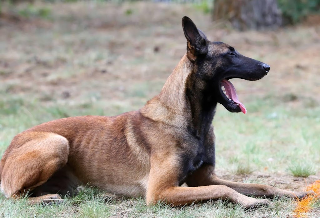 Nederlandse honden speuren in Nepal naar pandastropers