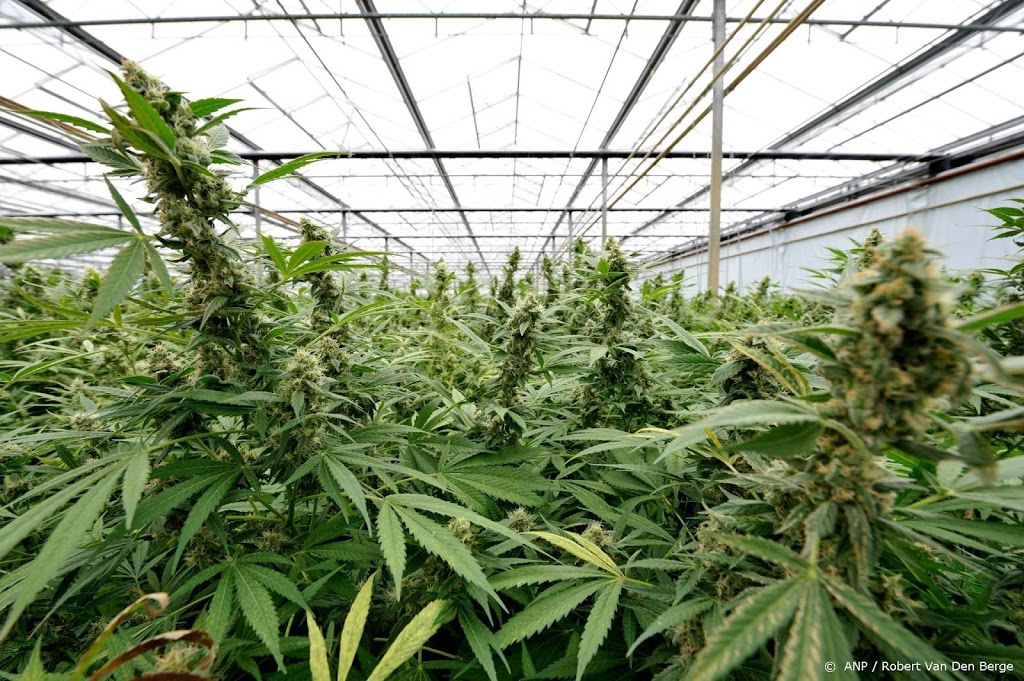 Spaanse politie neemt 372.000 cannabisplanten in beslag