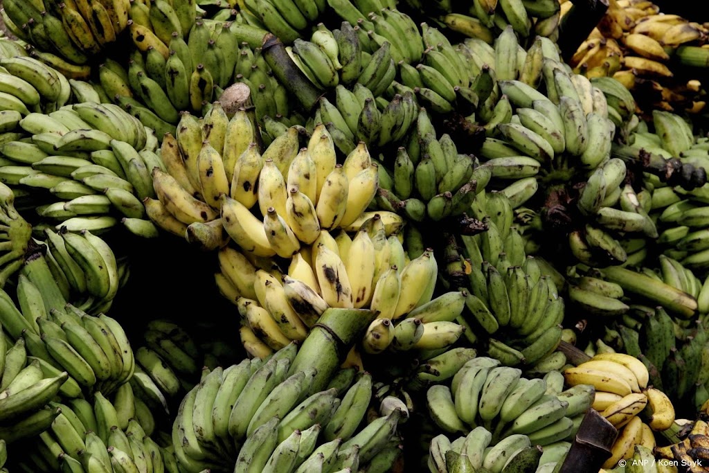 Hollandse banaan goed voor bier, lingerie en als vleesvervanger