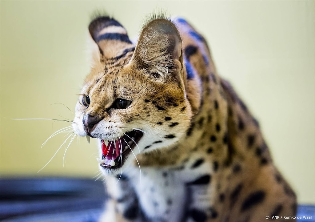 Zoektocht naar weggelopen tijgerkat in Helmond