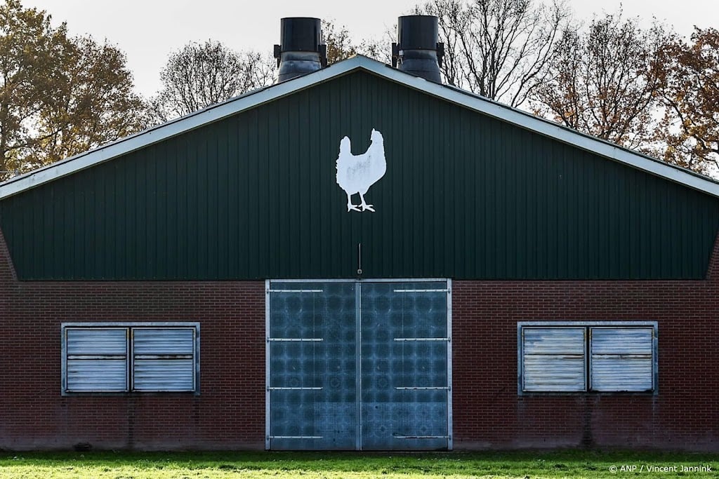 Vogelgriep op vleeskuikenbedrijf Holwierde, kuikens worden gedood