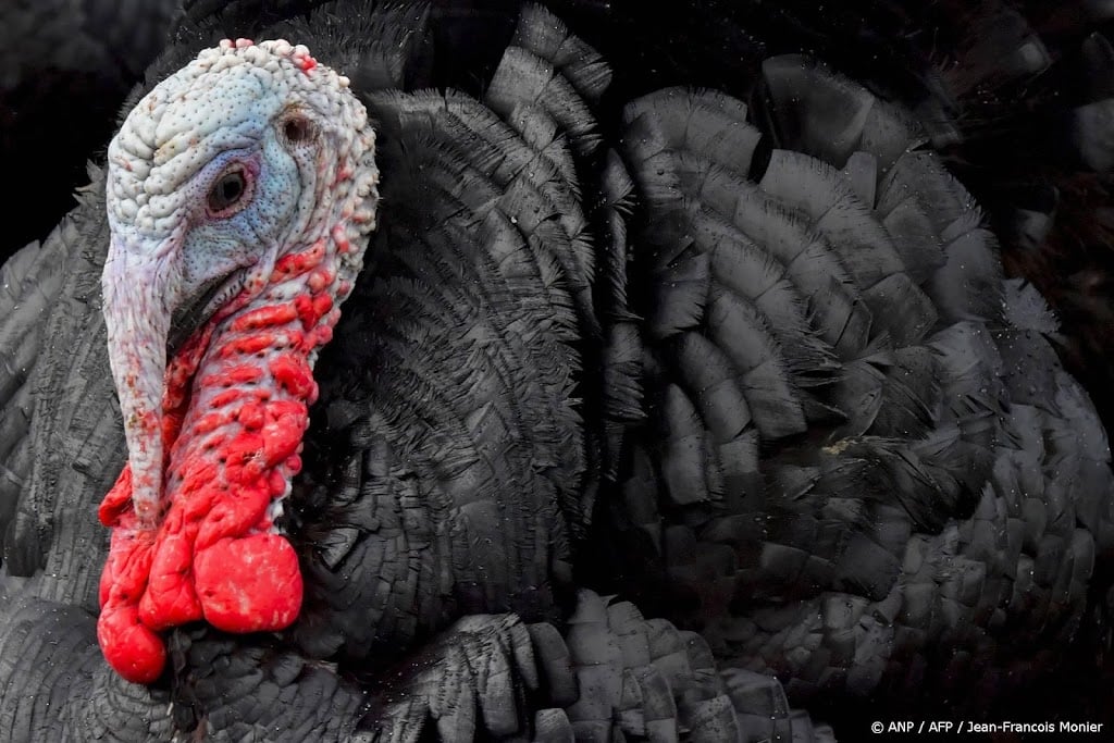 Pluimveesector: kalkoenen schaars met kerst door vogelgriep