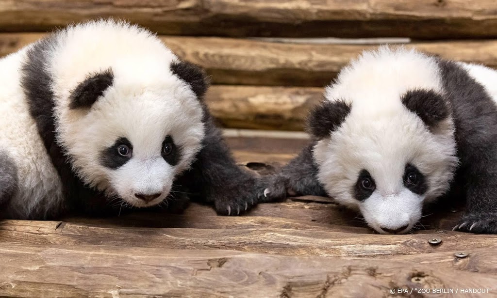 Verzorgers struikelen over Chinese namen Berlijnse pandatweeling